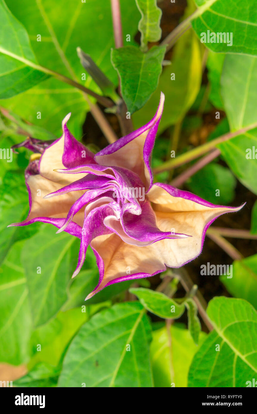 Purple 'Devil's Trumpet' flower (or Downy Thorn Apple, Hindu Datura, Horn of Plenty). Latin name is Datura Metel (Syn Datura Alba), native to India. Stock Photo