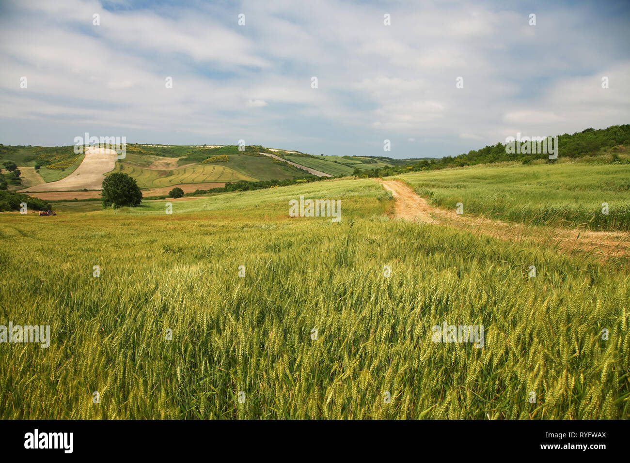 Green wheat field and clouds in the blue sky Stock Photo - Alamy