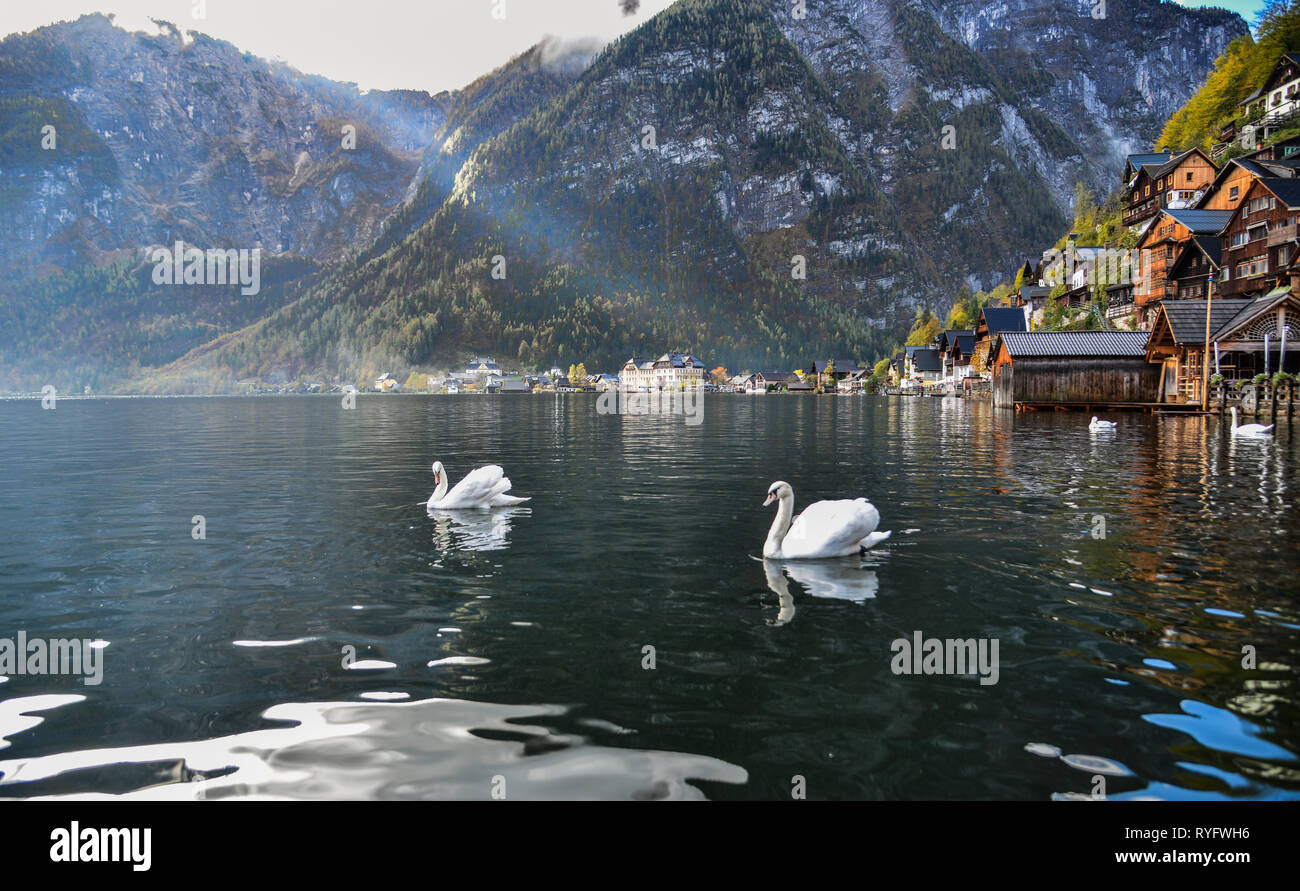 Beautiful Swan Swimming In Crystal Clear Water Of Mountain