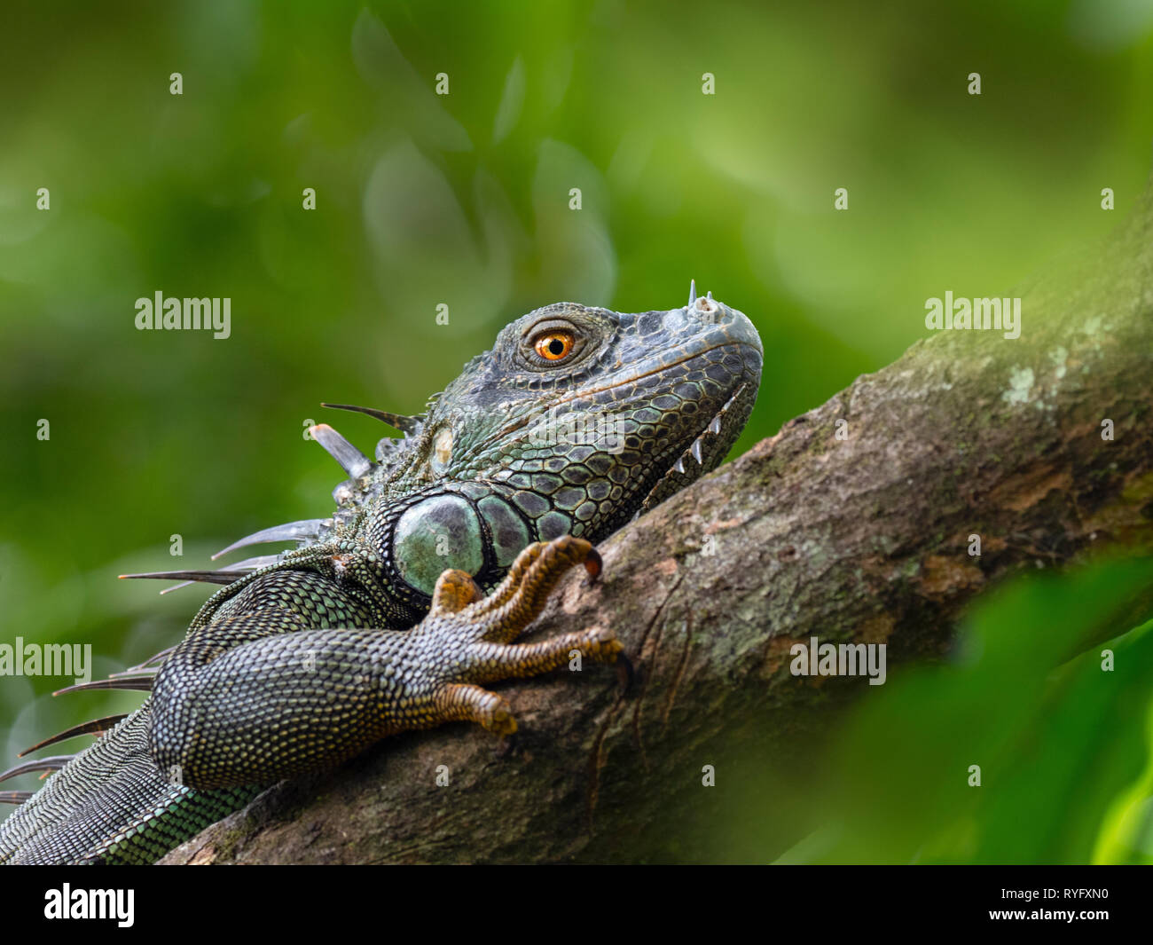 Green iguana Iguana iguana Costa Rica Stock Photo Alamy — free download