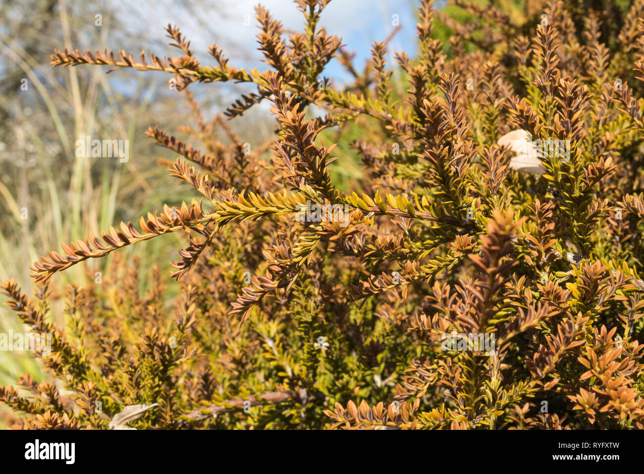 Podocarpus nivalis, a species of shrub in the Podocarpaceae family, endemic to New Zealand (alpine or mountain totara) Stock Photo