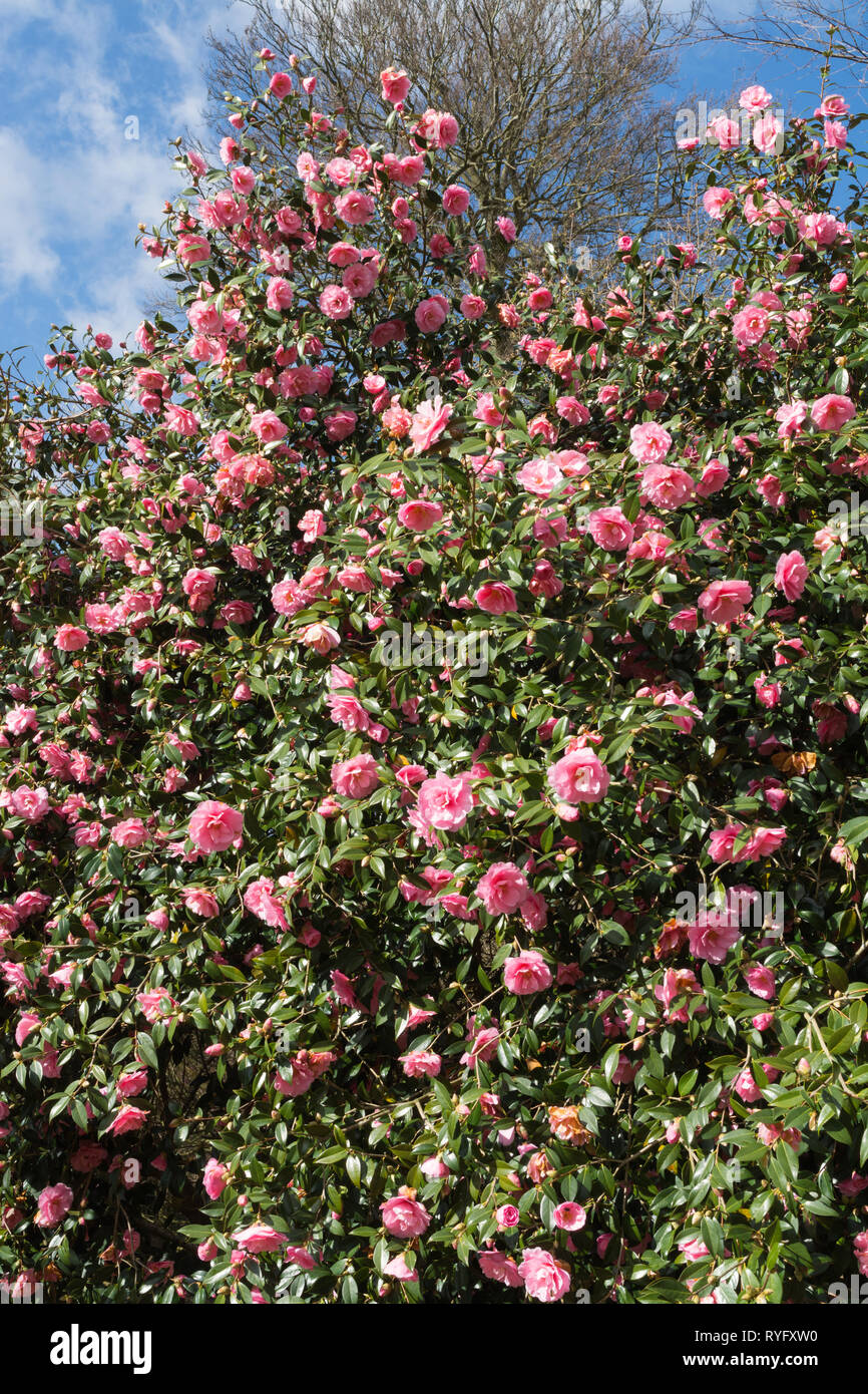 Camellia (Reticulata X Williamsii 'Mary Christian'), an evergreen shrub bearing lots of pink flowers in March, UK garden Stock Photo