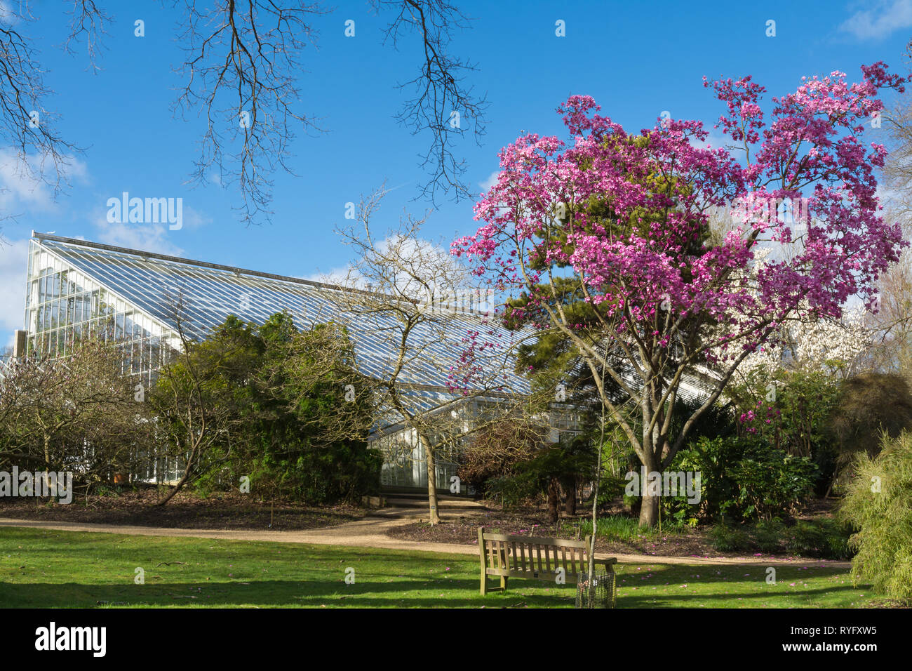 Magnolia sprengeri 'Lanhydrock' tree with beautiful pink blossom flowering during March at Savill garden next to Queen Elizabeth temperate house, UK Stock Photo