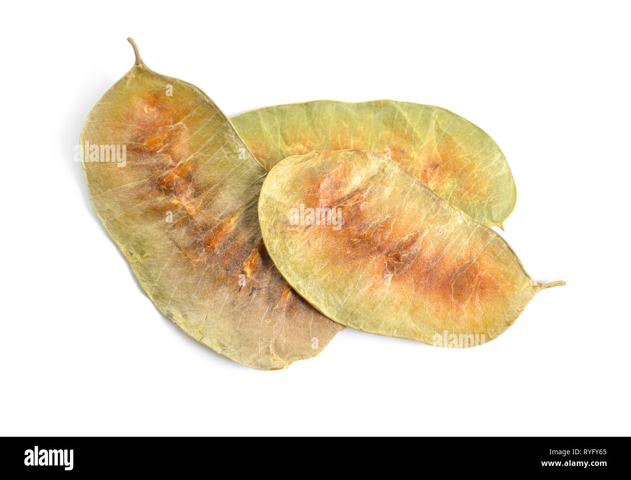 Alexandrina senna pods. Cassia senna, Egyptian senna, Tinnevelly senna, East Indian senna isolated on white background, Stock Photo