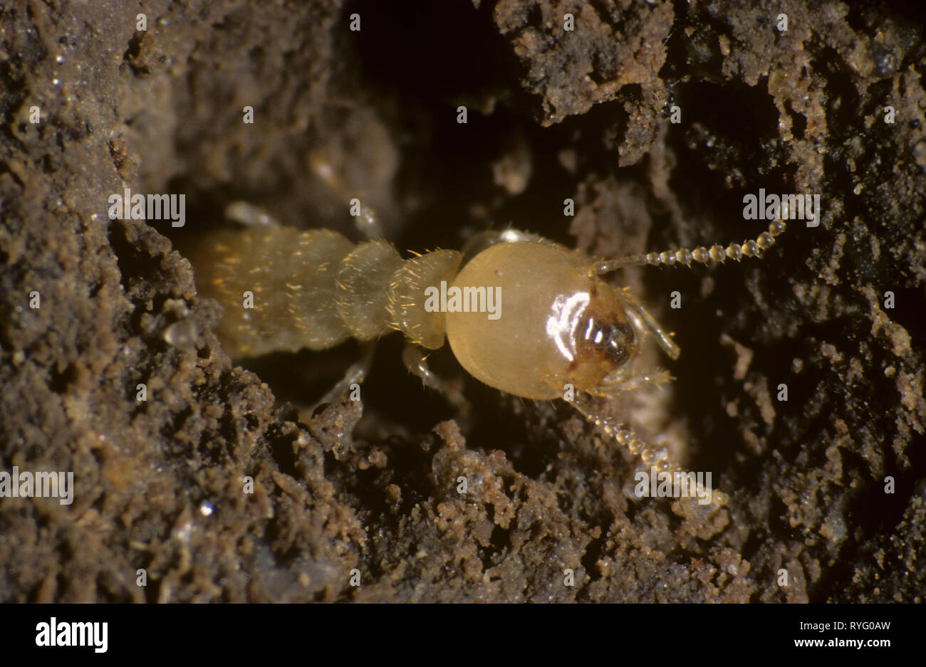 Termite workers (Reticulitermes sp.) on damaged timber with debris and frass Stock Photo