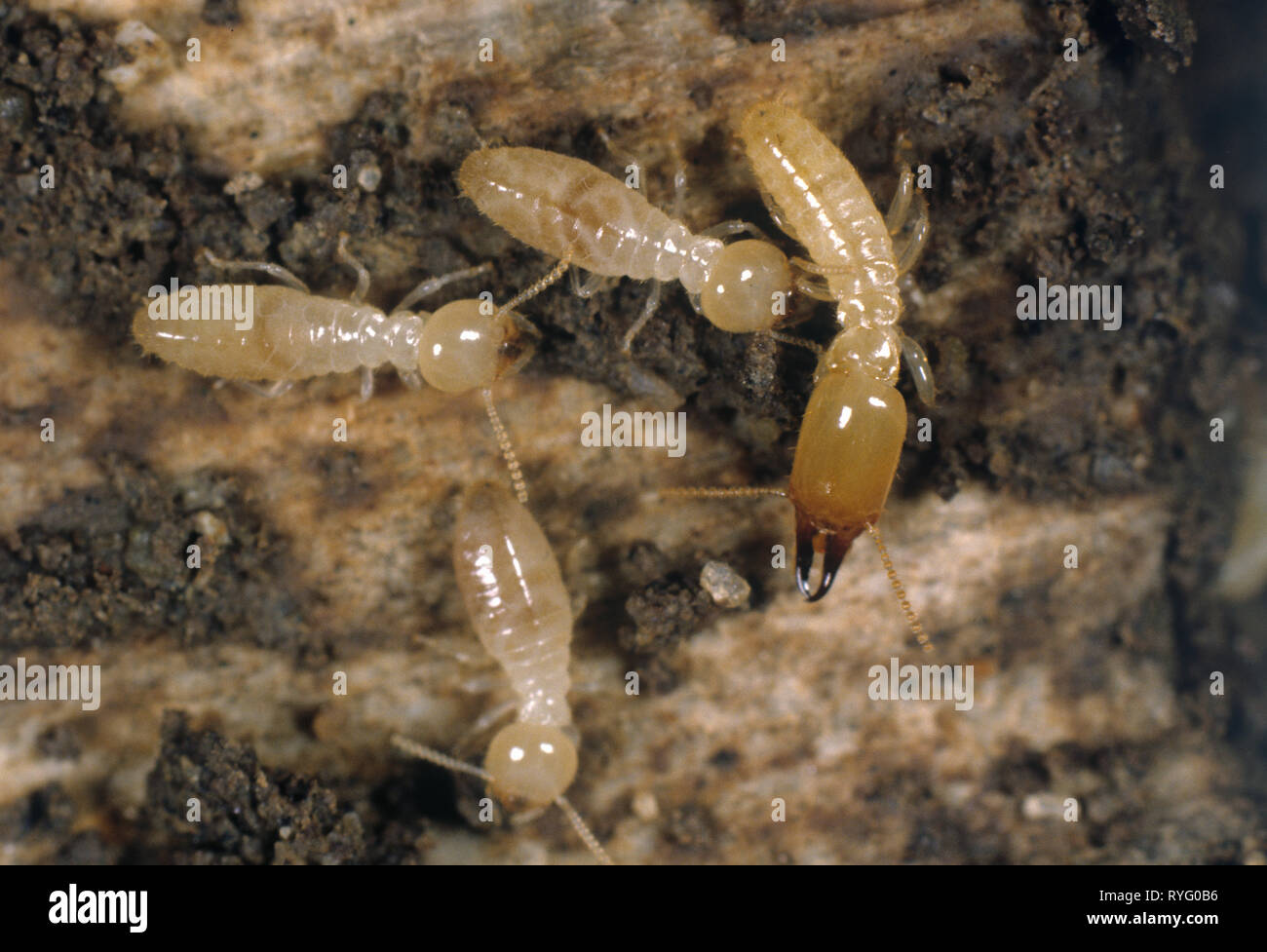 Termite workers (Reticulitermes sp.) and soldier on damaged timber with debris and frass Stock Photo
