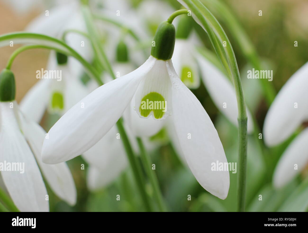 Galanthus 'Bill Bishop'. Mighty Atom group snowdrop with bold green marking and long outer petals (segments) - February, UK garden Stock Photo