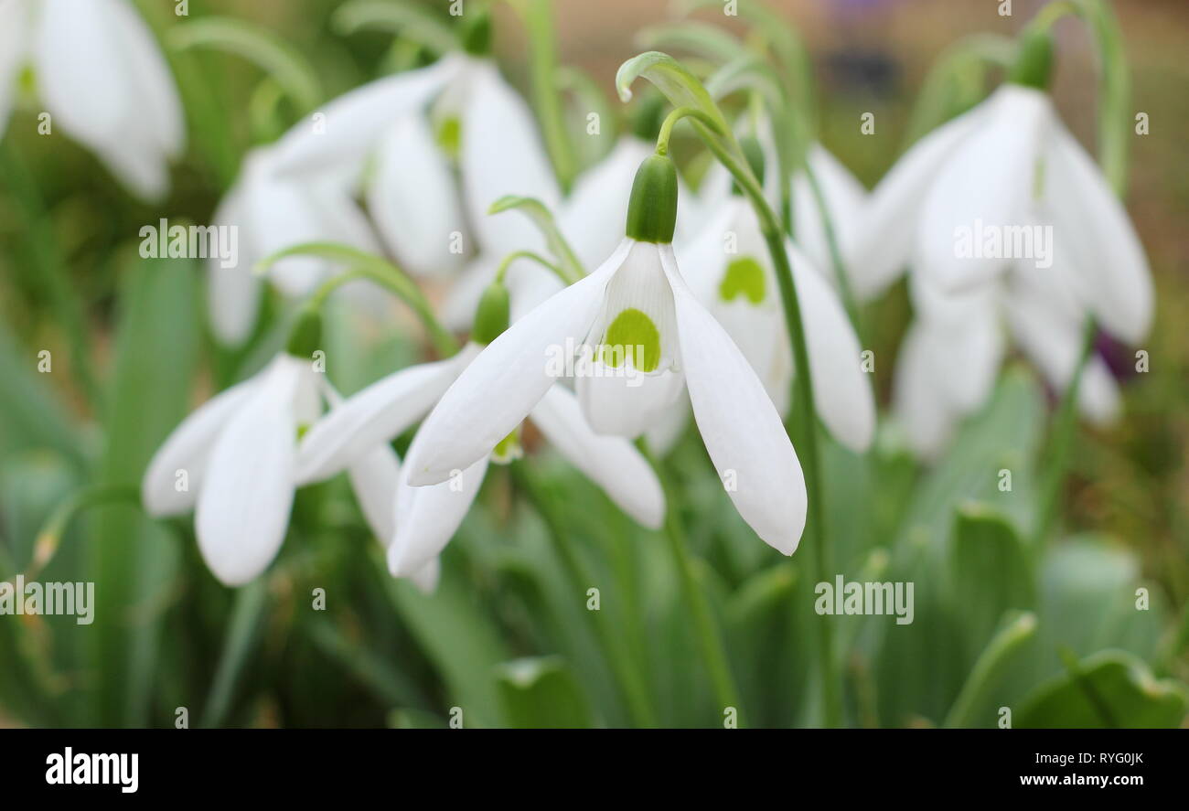 Galanthus 'Bill Bishop'. Mighty Atom group snowdrop with bold green marking and long outer petals (segments) - February, UK garden Stock Photo