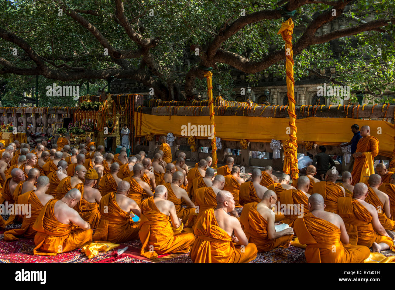 INDIA, BODH GAYA, Monks praying in front of the holy bodhi tree were Buddha experienced enlightenment Stock Photo