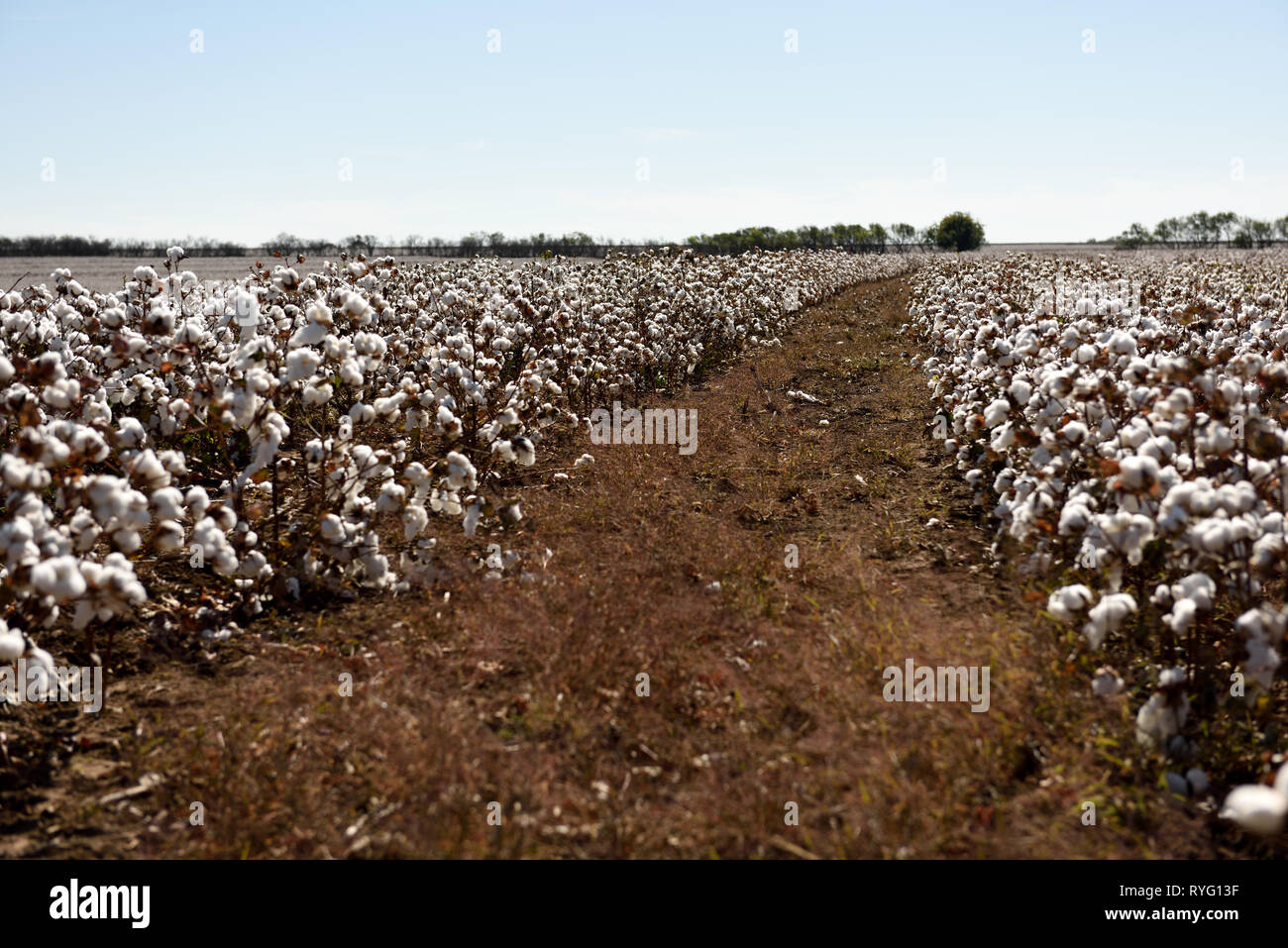Large fields of raw white cotton ready for harvest in rural west Texas