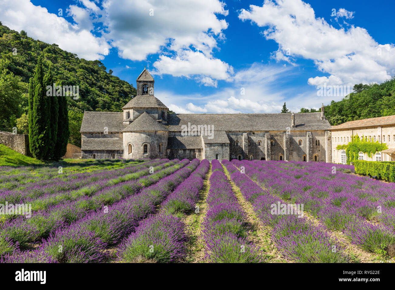 Provence, France. Blooming purple lavender fields at Senanque monastery. Stock Photo