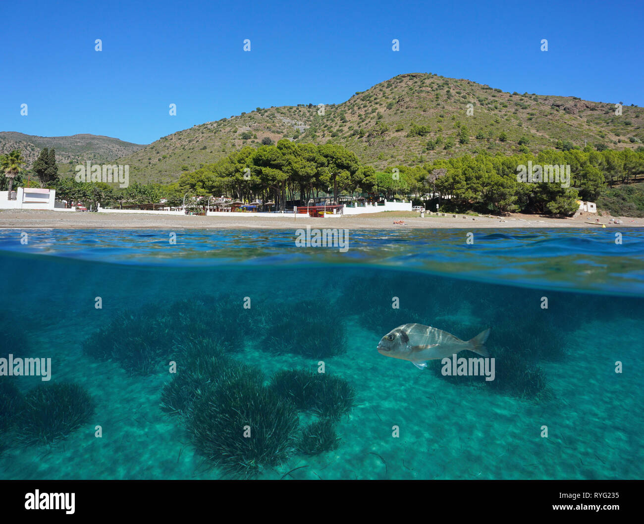 Spain Costa Brava, Cala Montjoi beach shore with a fish and seagrass underwater, Mediterranean sea, Roses, Catalonia, split view over and under water Stock Photo