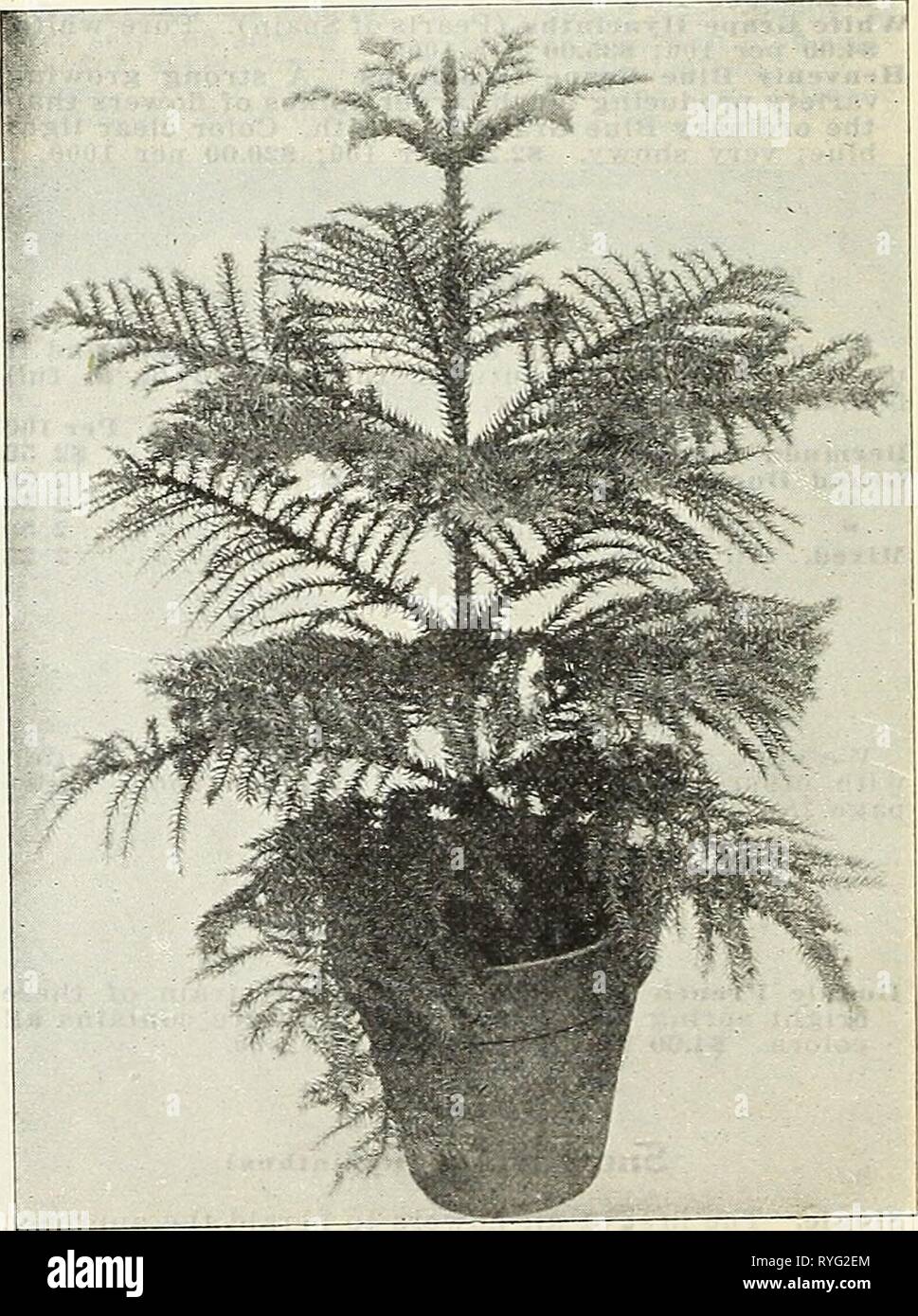 Dreer's wholesale price list : bulbs for florists plants for florists flower seeds for florists  dreerswholesalep1928henr Year: 1928  Agapanthus Unibellatiis. Strong 4-inch pots, $4.50 per doz. Aglaonema Costatnin. Heart-shaped leaves of dark, shining green, with white midrib and scattering blotches of white. SO Gta. each; $5.00 per doz. Allamanda Per doz. Per 100 Hendersoni. 3-inch pots .$3 50 .$25 00 ' 4-inch pots 4 50 35 00 Aloysia (Lemon Verbena) Per doz. Per 100 Citrlodora. 3-inch pot.s $1 50 *10 00 Giant American Hybrid Amaryllis The finest strain of Amaryllis produced in this coun- try; Stock Photo