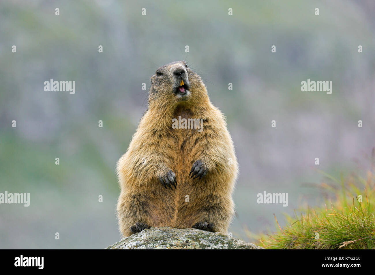 Alarmed Alpine marmot (Marmota marmota) standing up and calling from rock in the mountains, Hohe Tauern National Park, Carinthia, Austria Stock Photo