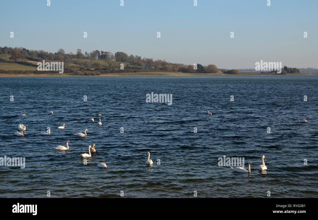 Group of Mute Swans (Cygnus olor) swimming on Rutland Water reservoir, Rutland, UK, November. Stock Photo
