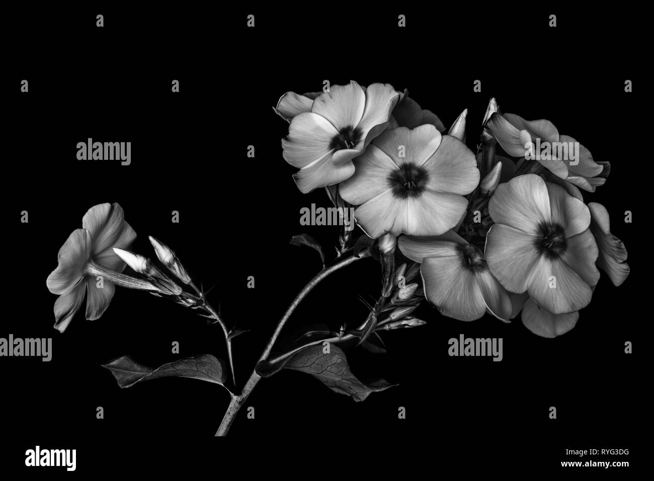 Fine art still life detailed floral monochrome macro photography of a single isolated stem of phlox blossoms,buds,black background, vintage painting Stock Photo