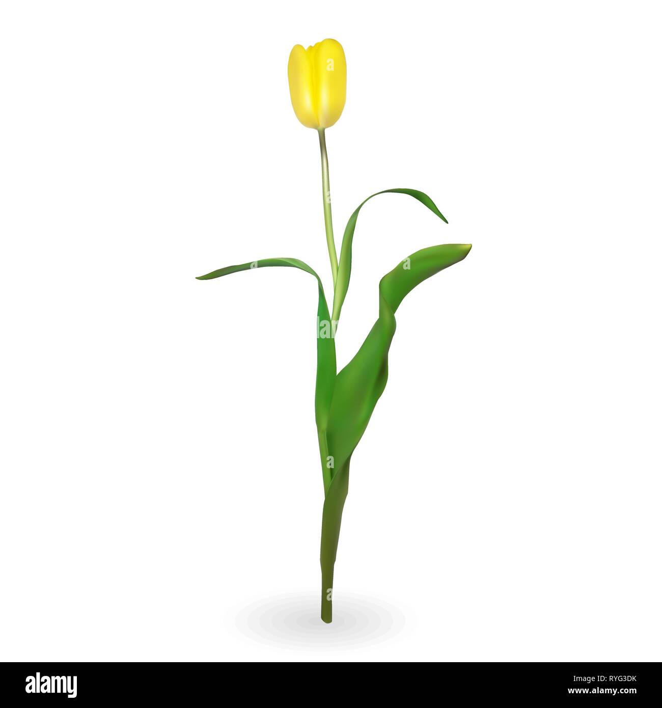 Beautiful tulips on white background. Vector Illustration. EPS10 Stock ...