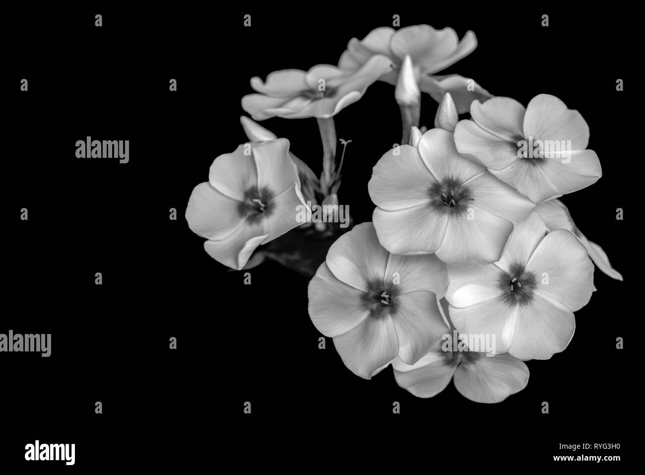 Fine art still life detailed floral monochrome macro photography of a single isolated stem of phlox blossoms,buds,black background, vintage painting Stock Photo
