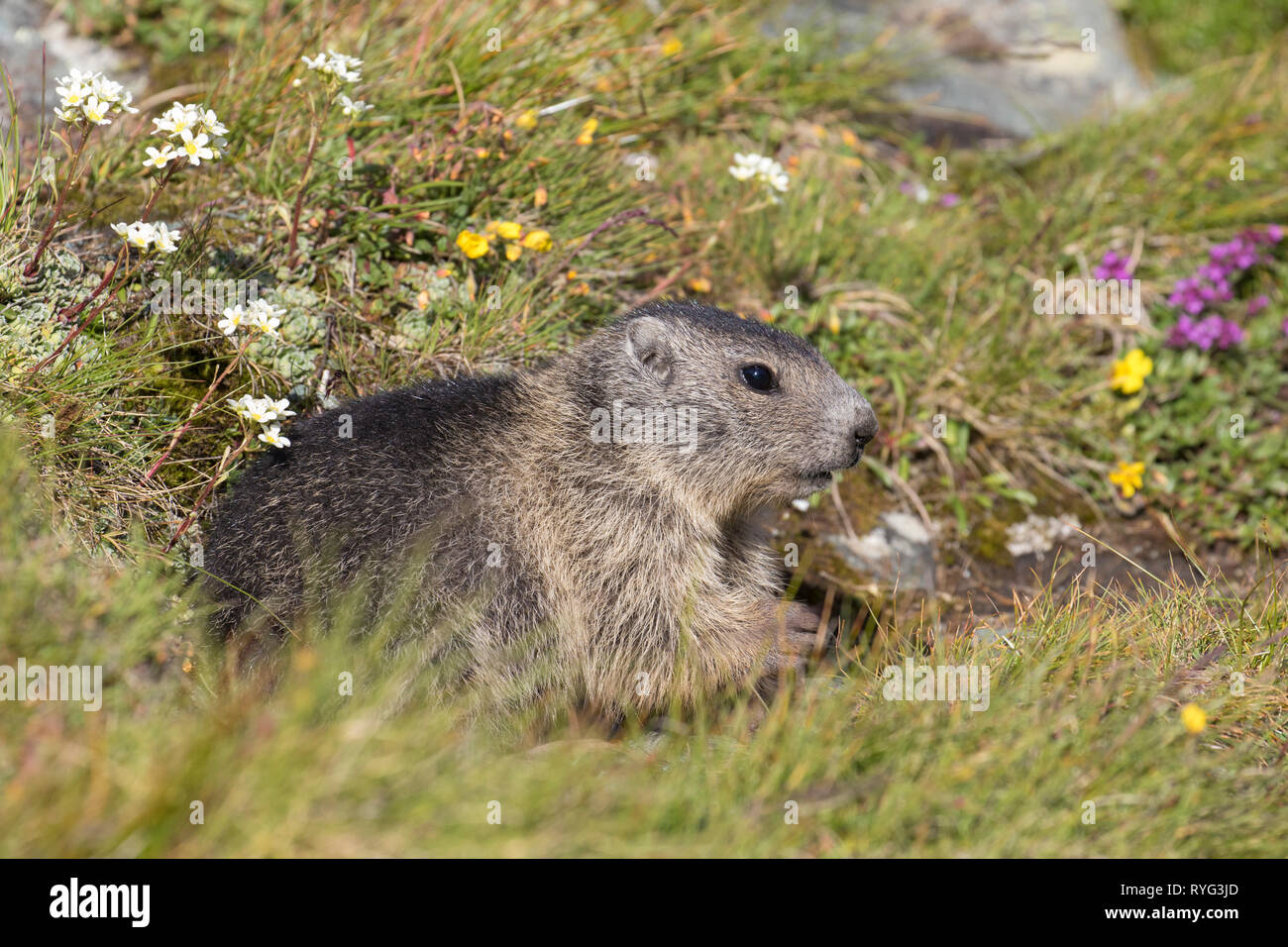 Alpine Marmot In The French Alps High Resolution Stock Photography And Alpine Marmot In The French Alps High Resolution Stock Photography And