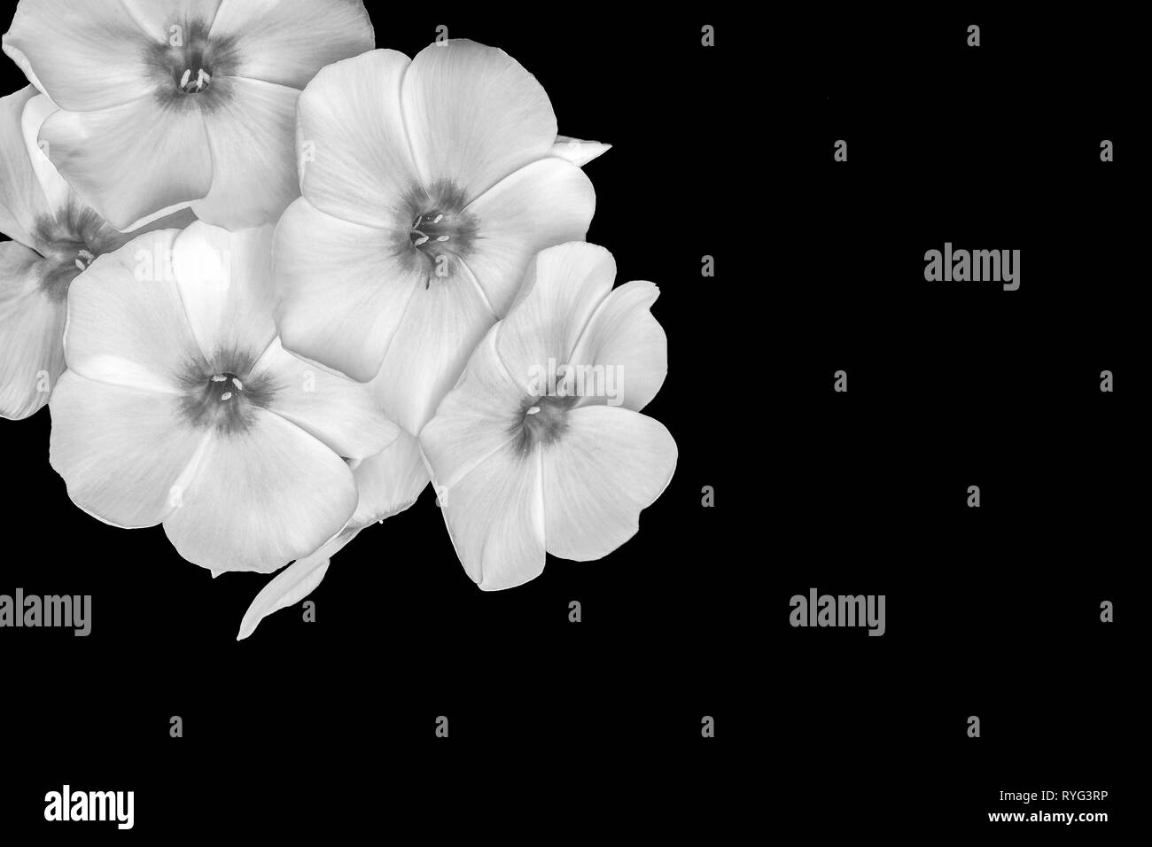 Fine art still life detailed floral monochrome macro photography of a single isolated stem of white phlox blossoms on black background in vintage Stock Photo