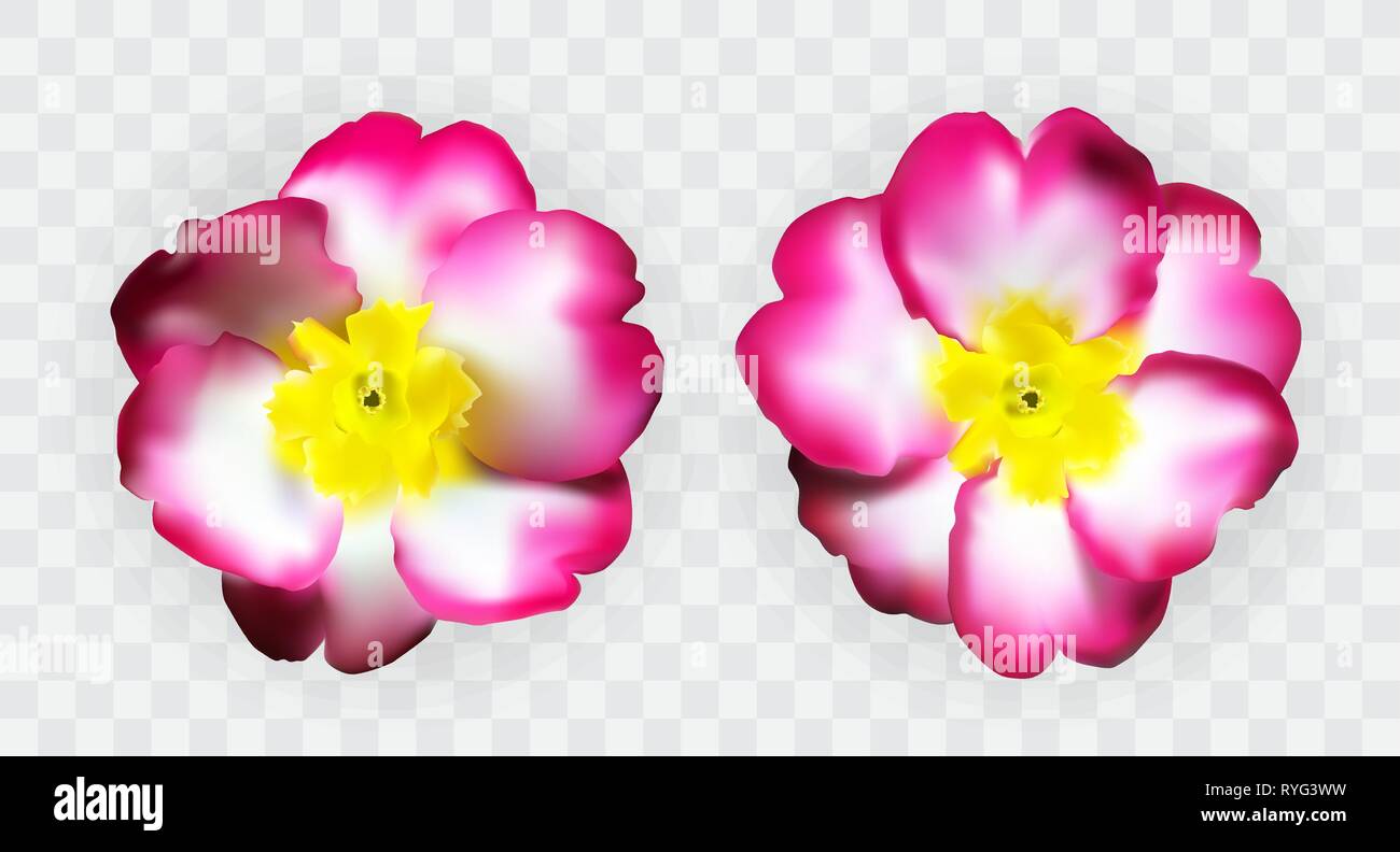 Colorful naturalistic pink white yellow primula on transparent background. Vector Illustration. EPS10 Stock Vector