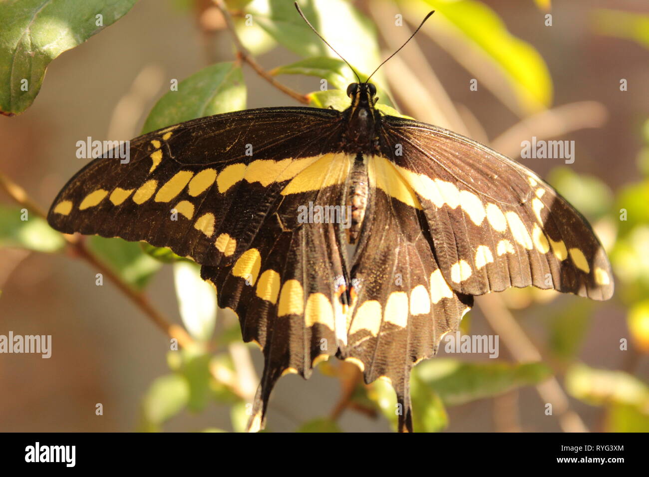 close up de mariposa negra con amarillo pasando en un arbol de  mi jardín, foto tomada con un lente 18-55 mm marca canon a plena luz del día Stock Photo