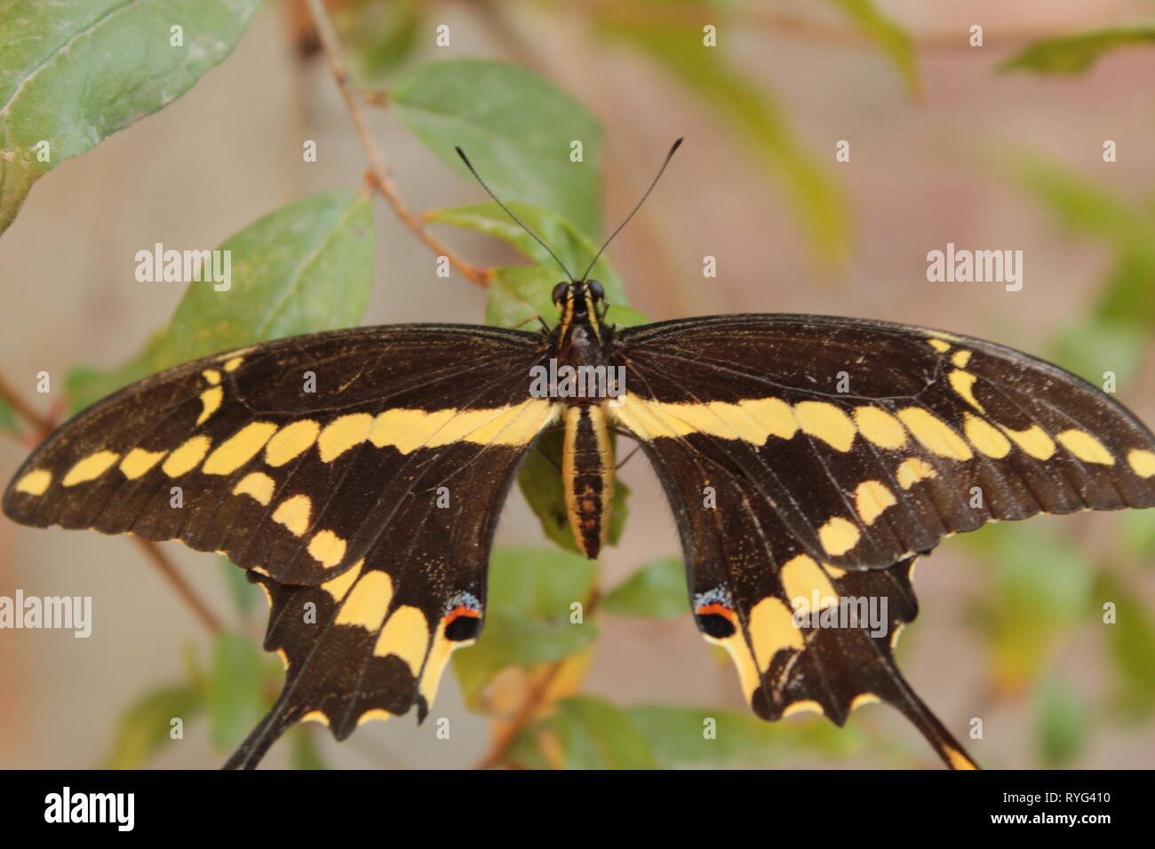 close up de mariposa negra con amarillo pasando en un arbol de  mi jardín, foto tomada con un lente 18-55 mm marca canon a plena luz del día Stock Photo