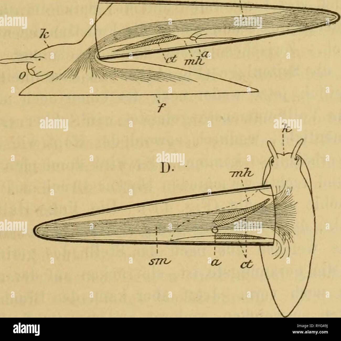 Dr. H.G. Bronn's Klassen und Ordnungen des Thier-Reichs : wissenschaftlich dargestellt in Wort und Bild  drhgbronnsklasse0302bron Year: 1896  C.    Entstehung der Gastropodenasymnietrie nach Lang. A. Ursprüngliche Lage. B. Gunstigste Lage für die Respiration. C. Günstigste Lage für die Locomotion. D. Daraus resultirende Mittellage. E. Die durch D. bewirkten Druckverhältnissc. Buchstaben in A-D.: «After, et Ctenidium. f Fuss. Ä; Kopf, w/i Mantelhöhle. 0 Mund, sm Schalenmuskel. Stock Photo