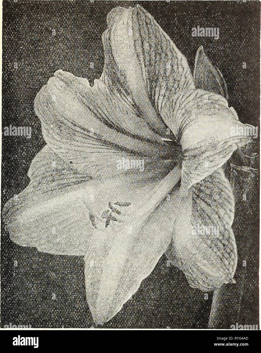 Dreer's wholesale price list  dreerswholesalep1930henr 2 Year: 1930  HENRY A. DREER Bulbs and Tubers WHOLESALE LIST    Dreer's Giant American Hybrid Amaryllis Achimenes A plant closely allied to the Gloxinia and which will succeed best under similar cultivation. Achimenes are supplied in small corms or rhizomes, and for best effect three or more should be planted in a pot. They continue in flower for a period of from 8 to 10 weeks. We offer six distinct varieties with flowers averaging IV4, inches in diameter. Anibroise Verschaffelt. Blush white with delicate tracings of pale purple. Galatea.  Stock Photo