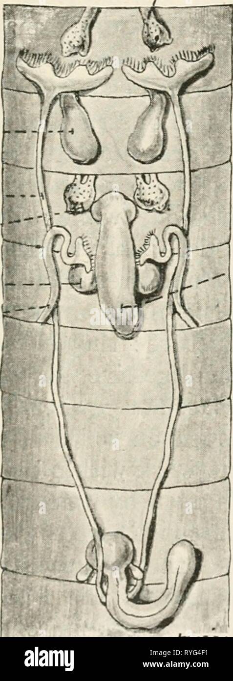 Earthworms and their allies  earthwormstheira00bedduoft Year: 1912  I] STRUCTURAL AND SYSTEMATIC 27 commonly enclosed in sacs—comparable to the sperm sacs which frequently envelop the spermaries in other •Testis Sperm sac.^ Sperm diicl._,X Oirary- —- ''tT'-r^-'^ oviduct---    It 12 15 .SperwaTothcca IS le u IS fltriu^m Fig. 11. Organs of reproduction of Eudriloides durbaneiisis. earthworms—and-that these sacs not only contain the mouths of the oviducts but are directly continuous Stock Photo