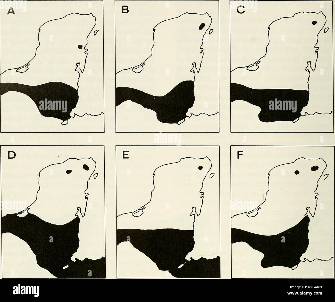 An ecogeographic analysis of the herpetofauna of the Yucatan Peninsula  ecogeographicana00leej Year: 1980  34 MISCELLANEOUS PUBLICATION MUSEUM OF NATURAL HISTORY    Fig. 20.—North peninsular disjuncts. Extra-peninsular distributions are rough approximations. A. Hyla ehraccata. B. Conjtophanes hernandezi. C. Eumeces sumichrasti. D. Sphenomorphus cher- riei. E. Dendrophidion vinitor. F. Scaphiodontophis annidatus. the afBnities of the peninsular foim he with the population on the Pacific ver- sant, then the species represents, in mod- ified form, an example of the Yucatan- West Mexico pattern. T Stock Photo