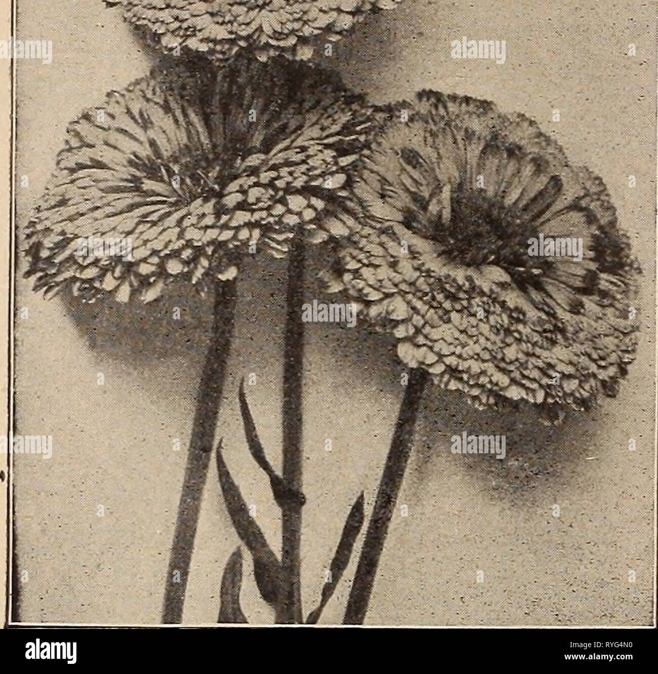Dreer's wholesale price list : bulbs for florists plants for florists flower seeds for florists florists' requisites  dreerswholesalep1919henr Year: 1919 Stock Photo