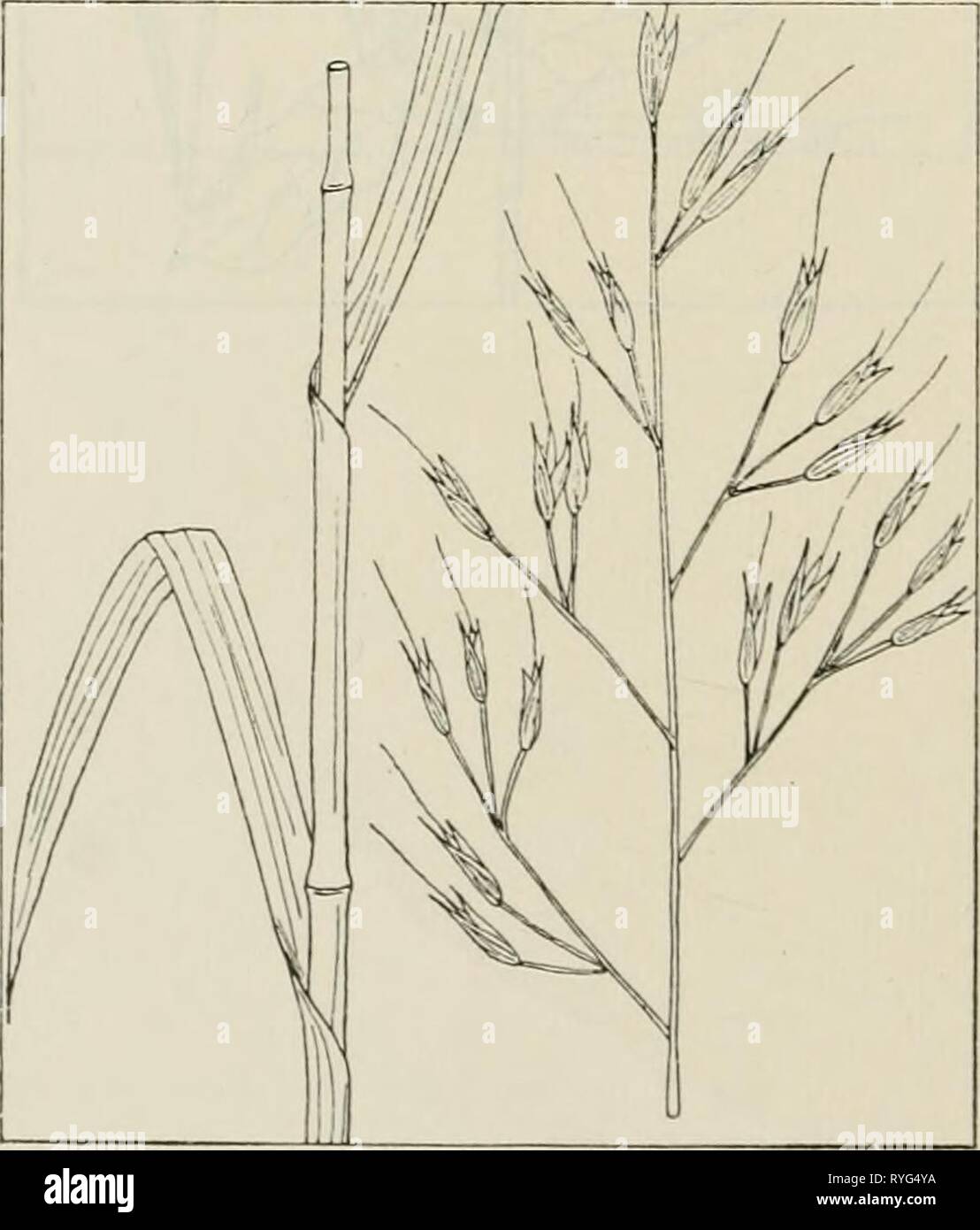 The drug plants of Illinois  drugplantsofilli44teho Year: 1951    ASPARAGUS OFFICINALIS L. Asparagus. Liliaceae. Root and seed collected. Grown com- mercially in several regions, also an occa- sional escape from gardens in all parts of the state. Contains asparagine. Used as a diuretic and aperient. ASPIDIUM MARGINALE (L.) Sw. Male fern, leatherwood fern, shield fern. Polypodiaceae. U. S. P. XI, p. 246.—An herbaceous, evergreen fern 1 to 2 feet tall, perennial; rhizome densely covered with glossy brown chaff, 3 to 6 inches long, I/2 to 1 inch thick, with stipe remnants 2 to 3 inches in diamete Stock Photo