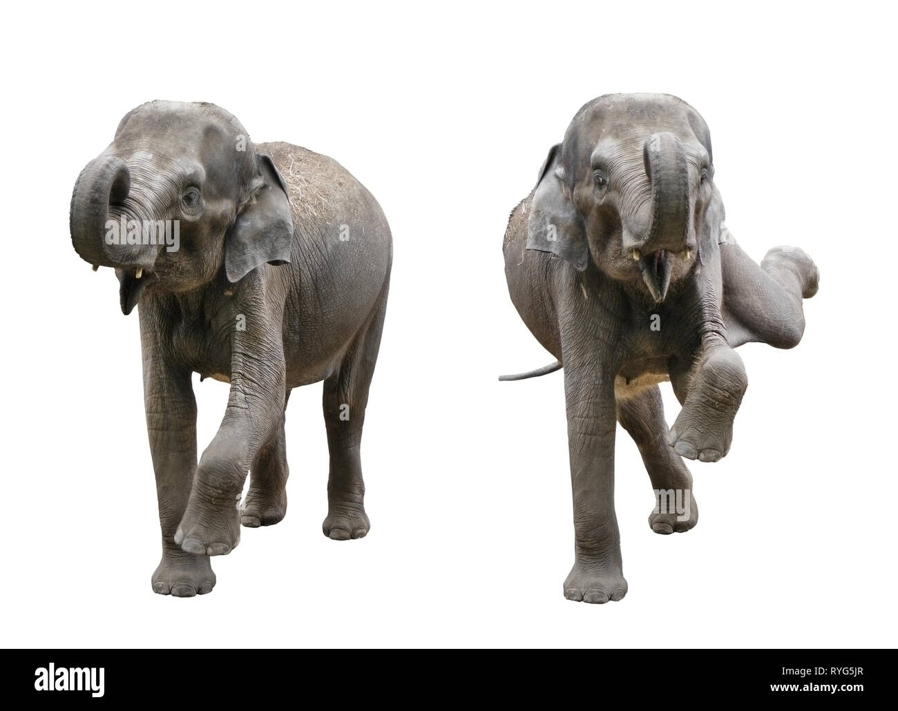 two baby elephant on an isolated white background Stock Photo - Alamy