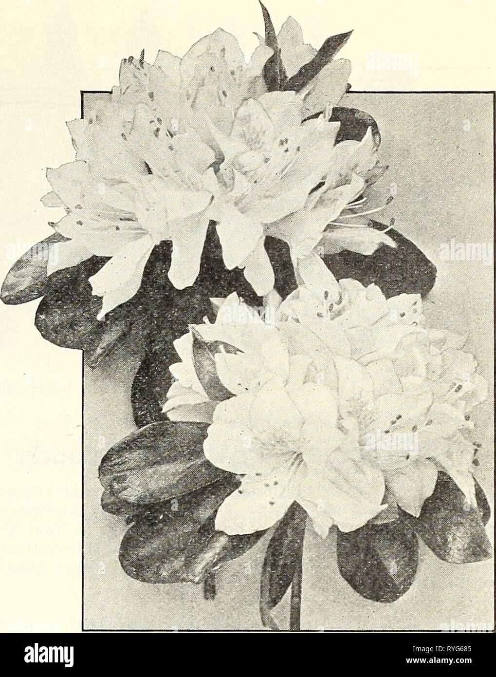 Dreer's wholesale price list : flower seeds for florists plants for florists bulbs for florists vegetable seeds fertilizers, fungicides, insecticides, implements, etc  dreerswholesalep1924henr Year: 1924    Single Tuberous-Rooted Begronia Azalea Kurume Miscellaneous Azaleas Doz. 100 1000 Amcena. 2 14-inch pots, ready April $1 00 $7 OO $60 OO Hinodegiri. 2^4-inch pots, ready April 100 80O 75 00 ' Bushy plants 8 in. in diameter, ready now 10 00 75 00 Ledifolia Alba. 2 -inch pots, ready April 150 1000 ' Magnifica. 2 V4-inch pots, ready April 150 10 00 Macrantha. 2-inch pots, ready April 125 8 00  Stock Photo
