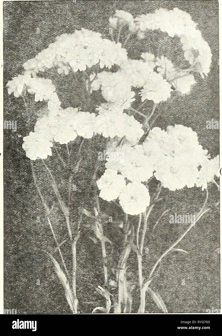 Dreer's wholesale price list : flower seeds for florists plants for florists bulbs for florists vegetable seeds fertilizers, fungicides, insecticides, implements, etc  dreerswholesalep1922henr Year: 1922    ANCHUSA ITALICA. DROPMORK VARIETY ACHILLEA PTARMICA 'THE PEARL' Anchusa Italica. These wonderfully improved Anchusas have proven most valu- able additions to our limited list of blue flowering hardy perennials, and particularly so as they flower from May to July, a time when this color is only sparingly represented in the hardy border. Dropmore Variety. Rich gentian blue  Strong plants. $2 Stock Photo