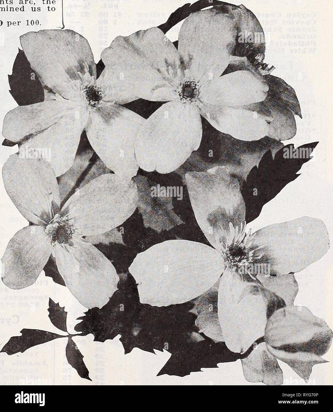 Dreer's wholesale price list for florists : bulbs flower seeds lawn grass seeds plants sundries  dreerswholesalep1932henr Year: 1932  Select Hardy Vines and Climbers We Make No Charge for Boxes or Packing Strong per 100. Actinidia Arguta (Si lver A'ine) Strong' two-year-old plants, $7.50 per doz. Akebia Quinata two-year-old plants, $3.50 per doz.; $25.00 Ampelopsis Engelmanni Strong two-year-old plants of this most useful variety. $3.00 per doz.; $20.00 per 100. Ampelopsis Lowi The miniature-leaved form of Ampelopsis Veitchi. 3-inch pots, $3.50 per doz.; $25.00 per 100. Ampelopsis Quinquefolia Stock Photo