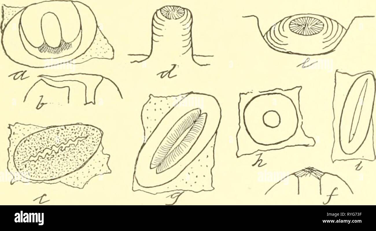 Economic entomology for the farmer and the fruit grower, and for use as a text-book in agricultural schools and colleges;  economicentomolo00smit Year: 1906  Tracheal tube, showing the structure and methods of l)ranching. Fig. 18.    Spiracles and their protection.—a, plate-like covering ol white grubs, cross-sec tioned at b, to show how air enters; c, a toothed slit; d, spiracle set on a teat-like process; e, conical spiracle set in a pit, protected by crossed hairs as shown sX f in section ; g, lip-like spiracle ; h and ;', unprotected round or slit-like openings. Fic;. 19. Fig. 20. Stock Photo
