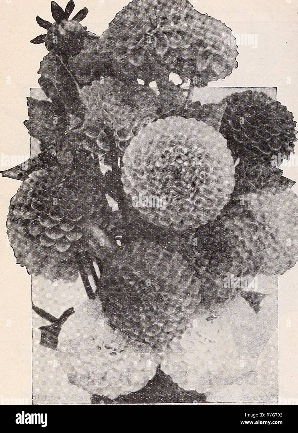 Dreer's wholesale price list for florists : flower seeds plants and bulbs vegetable and lawn grass seeds sundries  dreerswholesalep1932henr 1 Year: 1932  44 HENRY A. DREER DaMias WIf QjbES ALE, LIST    Double Pompon Dahlias Ilainty Dowble Pompon Dahlias These dainty little gems tiave in recent years gained greatly in popularity, everybody admiring them. They bloom most profusely from early in the season until frost, furnishing at all times an abundance of perfect flowers on good stems suitable for cutting for which purpose they are exceptionally -well adaptedr Almee. Miniature salmon shaded bu Stock Photo