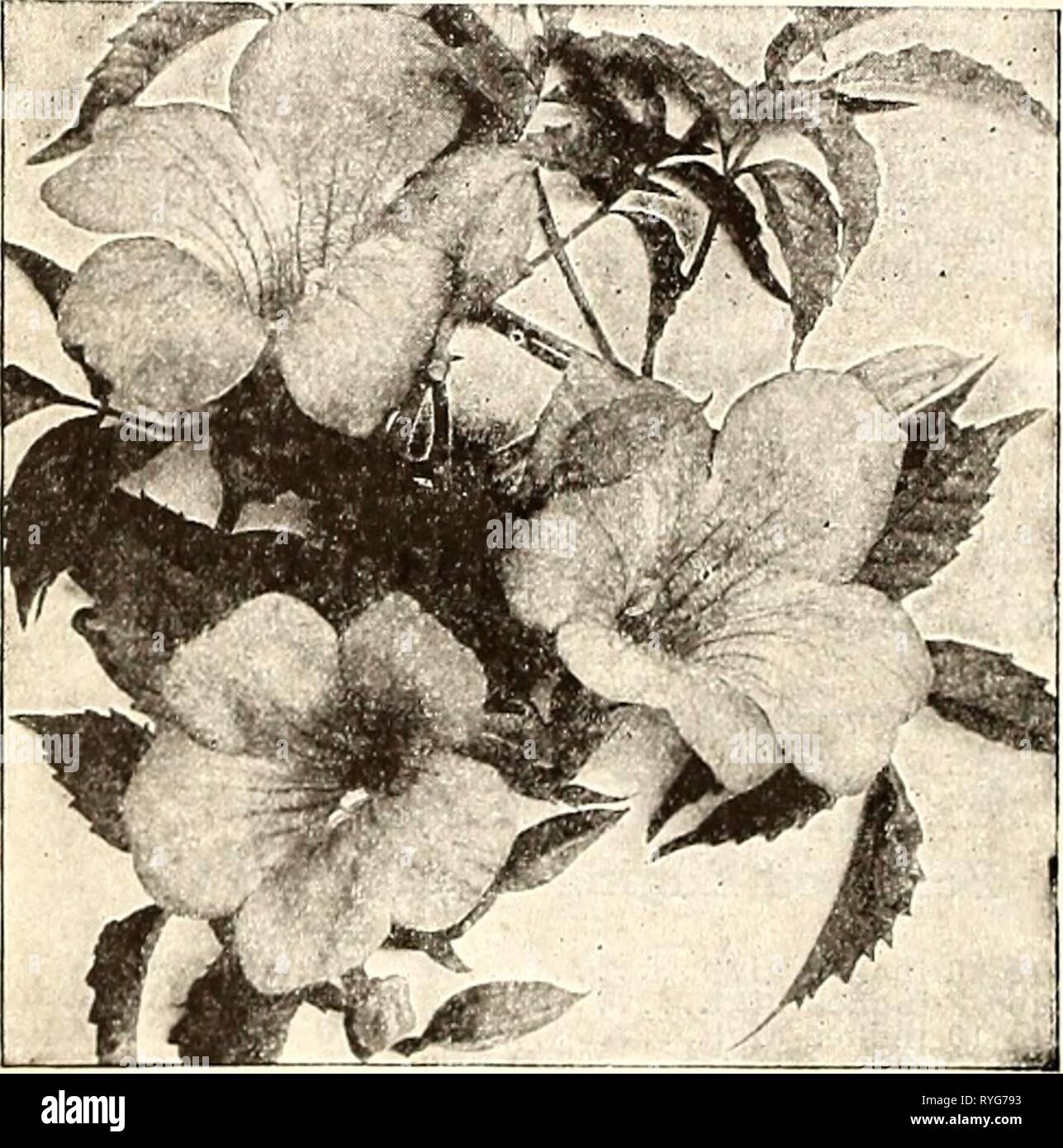 Dreer's wholesale price list for florists  dreerswholesalep1936henr Year: 1936  HENRY A. DREER Dreer's Select WHOLESALE LIST Hardy Vines and Climbers Actinidia—Silver Vine Argruta. Strong two-year-old plants, $4.00 per doz.; $30.00 per 100. Akebia quinata—Akebia Vine Strong two-year-old plants, $2.75 per doz.; $18.00 per 100. Ampelopsis Engelmanni Strong two-year-old plants of this most useful va- riety. $2.75 per doz,; $18.00 per 100. Ampelopsis Lowi The miniature-leaved form of Ampelopsis Veltchi. 3-inch pots, $4.00 per doz.; $30.00 per 100. Ampelopsis quinquefolia Virginia Creeper, American Stock Photo