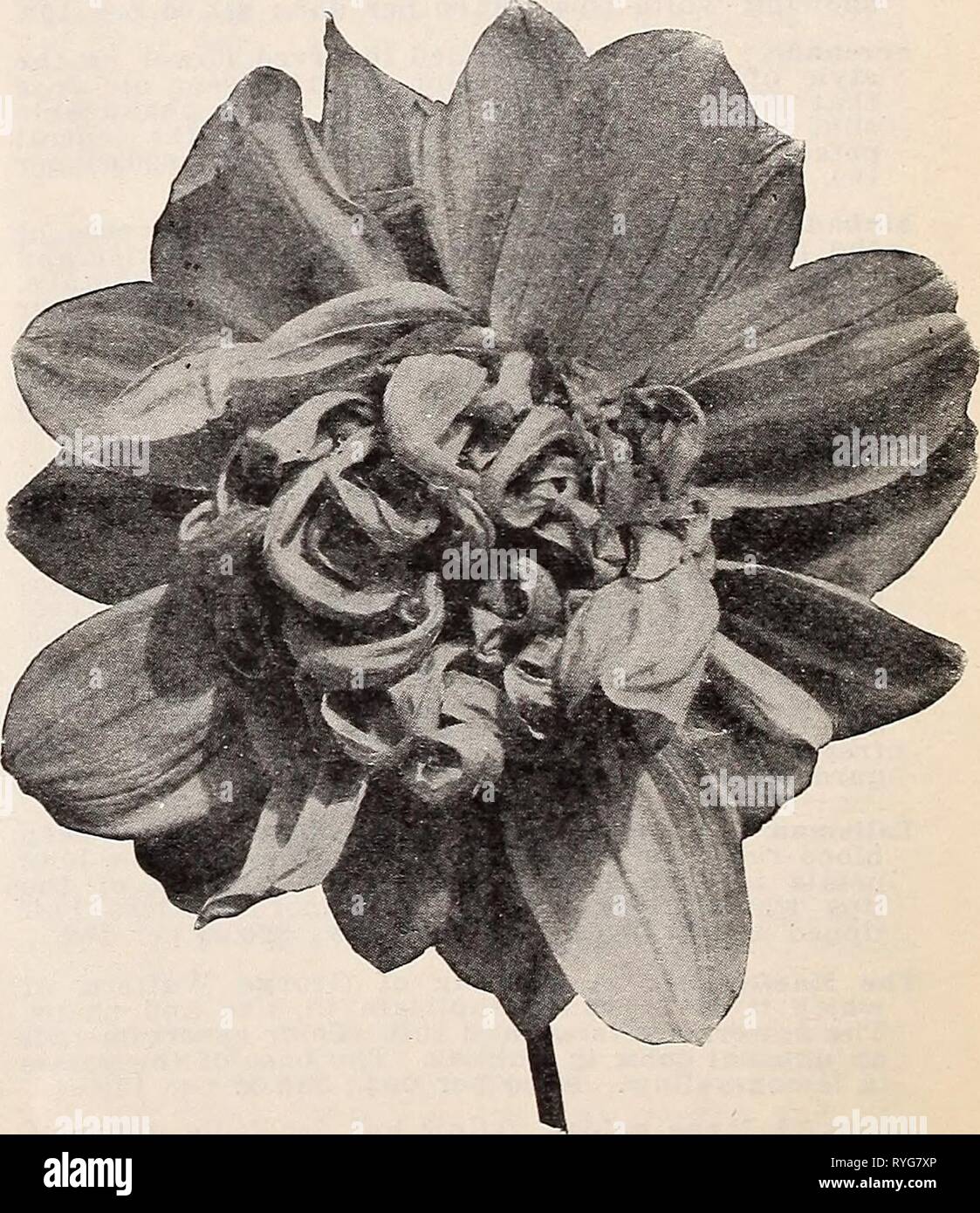 Dreer's wholesale price list for florists : special spring edition  dreerswholesalep1932henr 2 Year: 1932  Double Pompon Dahlias Peony-Flowered Dahlias Drum Major. One of the largest of this type, which under ordinary culture attains a size of over 8 inches; in color, it is a brilliant, rich, fiery-red in- tensified by a lemon-yellow centre with which the ' petals are also more or less tipped and marked. $2.50 per doz.; $20.00 per 100. Hampton Court. A bold flower of bright mauve-pink. $1.50 per doz.: $10.00 per 100. Mexico. Brilliant cardinal red with golden markings and suffusion, one of the Stock Photo