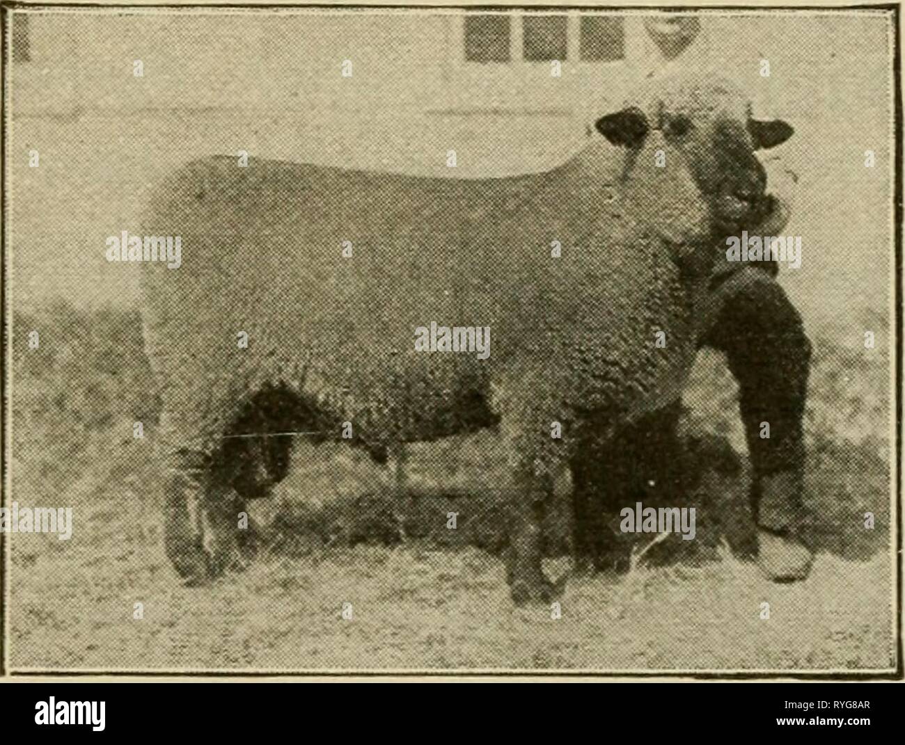 Elementary agriculture elementaryagricu01nida Year 1917 SHEEP 37 wool