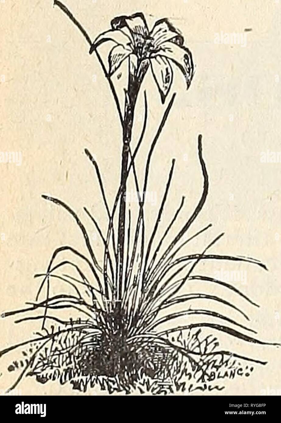E. H. Hunt : seedsman  ehhuntseedsman1894hunt Year: 1894  SUMMER FLOWERING BULBS AND PLANTS. The Summer-flower- ing Bulbs and Roots for spring- planting' are in- expensive, very easily grown, require scarcely any care, and [)roduce some of ihe most showy and beautiful of all summer and autumn flowtrs. There are but few flowers that can compare with the bril- liant spikes of the Glad- iolus or flowers of the Dahlia, the elegance of the Lily, the purity and fragrance of the Tube- rose, the stately Can- nas, the tropical foliag-e of the Caladium or the flaming heads of the Tritoma. Before hard fr Stock Photo