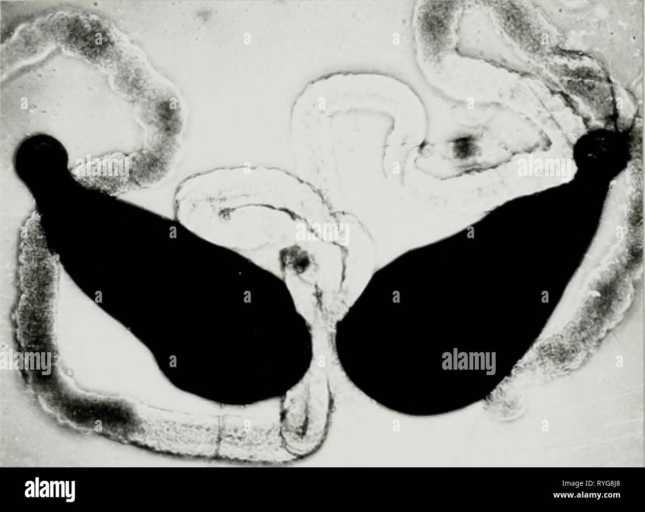 Effect of cobalt 60 gamma rays on the biology of the eye gnat Hippelates Pusio Loew  effectofcobalt6000flinrich Year: 1964    IL- ^ Stock Photo