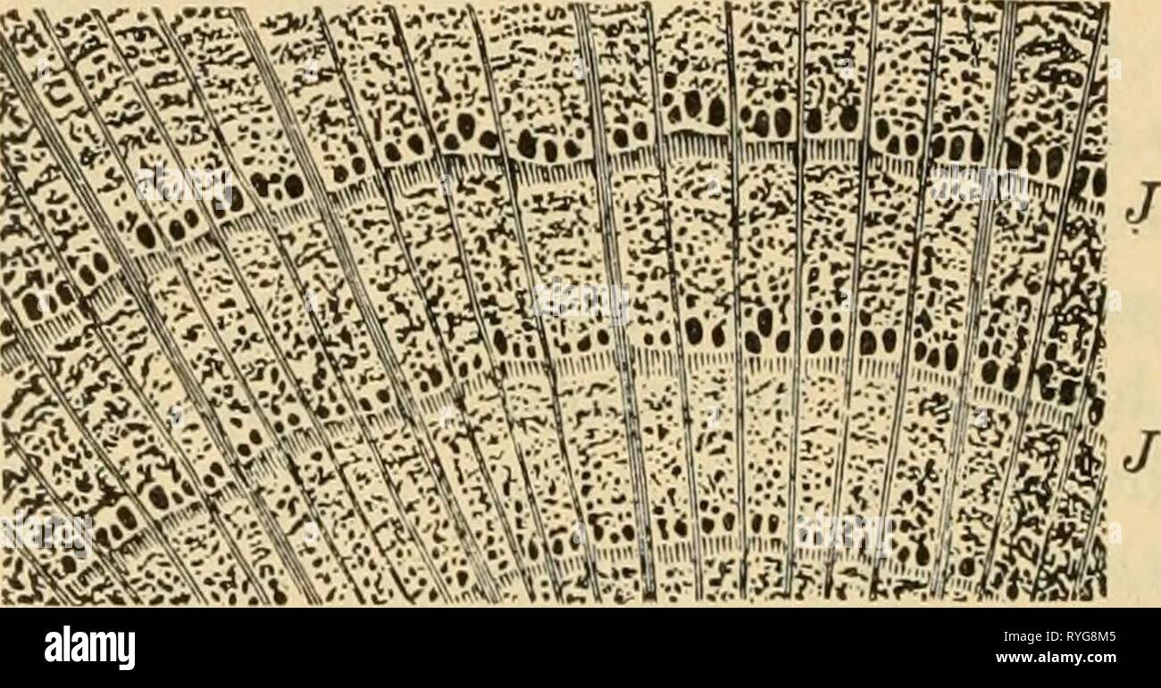 Cambium Layer Stock Photos & Cambium Layer Stock Images Alamy