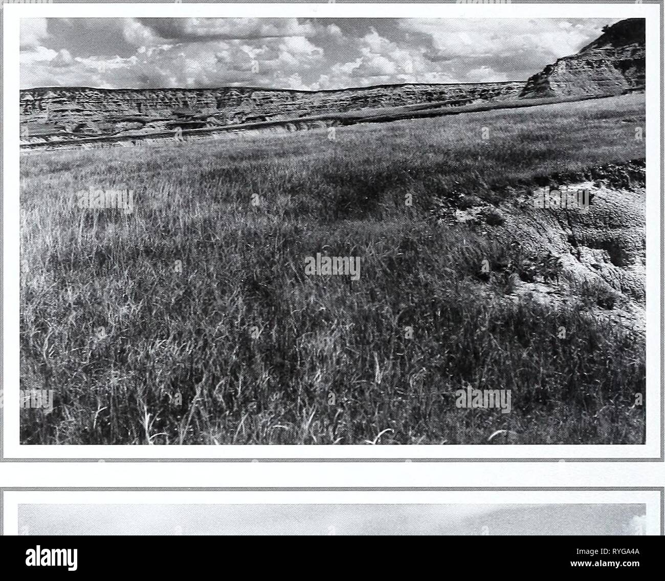 Eighty years of vegetation and landscape changes in the Northern Great Plains : a photographic record  eightyyearsofveg45klem Year: 2001  Original Photograph July 3, 1927. Shantz P-10-1927. Facing northeast. First Retake and Description June 16, 1958. W.S.P.. C-6-1958. This is a typical area of short grass plains. There has been very little change over the period of the two pictures and the same grasses are present in both pictures. The main plants are Bouteloua spp., Stipa comata and Aristida spp. (from Phillips 1963, p. 95). Second Retake August 2, 1998. Kay-4356-19A. â . ,, , ,,   ly^v--  - Stock Photo
