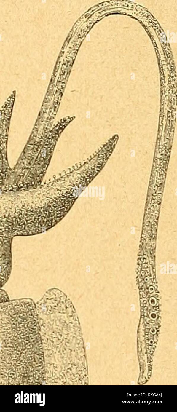 Einführung in die europäische Meeresmolluskenfauna an der Hand ihrer Hauptrepräsentanten  einfhrungindieeu00bchn Year: 1913    Text-Fig. 71. Text-Fig. 70 Männchen, Text-Fig. 71 Weibchen des gemeinen Tintenfisches (Sepia officinalis) (nach Brehm). haupt bevorzugen. So darf es uns nicht wundern, wenn auch die Nord- see uns nur sehr spärlich mit diesen Geschöpfen aufwartet, wenn wir etwas häufiger fast nur einige wenige Zehnfüßer und zwar zunächst den gemeinen Tintenfisch (Sepia officinalis L.) (Text-Fig. 70 und 71) dortselbst antreffen. Die Organisationsverhältnisse des Tieres haben wir ja in de Stock Photo