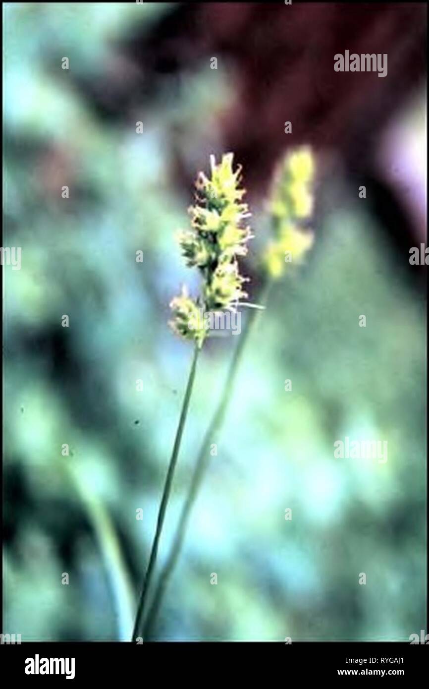 Plant species of concern and plant associations of Powder River county, Montana   E1C3380F-9100-4DF5-BBE8-6E6321664192 Year: 2002    Figure 10. Photogiaph of Carex grmida var. gravida (close-up) Figure 9. Illustration of Carex graidav3.v. grmida microscope and teclmical key are essential for positive detenu in at ion. Distribution: Pregnant sedge is an eastern species tliat is peripheiai in Montana, extending from Saskatchewan to Pennsylvania, south to New Mexico. Texas. Missouri and Vii'ginia. In Montana, it is known from only tliree southeastern counties, including Big Horn, Powder River an Stock Photo