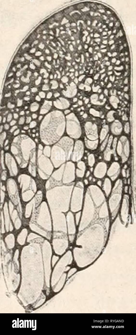 Dr. L. Rabenhorst's Kryptogamen-Flora von Deutschland, Oesterreich und der Schweiz  drlrabenhorstskr0110rabe Year: 1920  42 Fruchtkörperbildun^. Ich habe bereits einleitungsweise darauf hingewiesen, daß die Sporen der Schleimpilze exospor auf sogenannten Sporophoren (Ceratiomyxa) (Fig. 1) oder endospor (bei allen übrigen Myxo- gasteres) in Sporangien, Plamodiokarpien oder Aethalien gebildet werden können und wir werden daher in der folgenden Be- sprechung zweckmäßigerweise auch diese verschiedenen Modifi- kationen auseinanderhalten. Wir beginnen mit Ceratiomyxa. Über die Bildung der Sporenträg Stock Photo