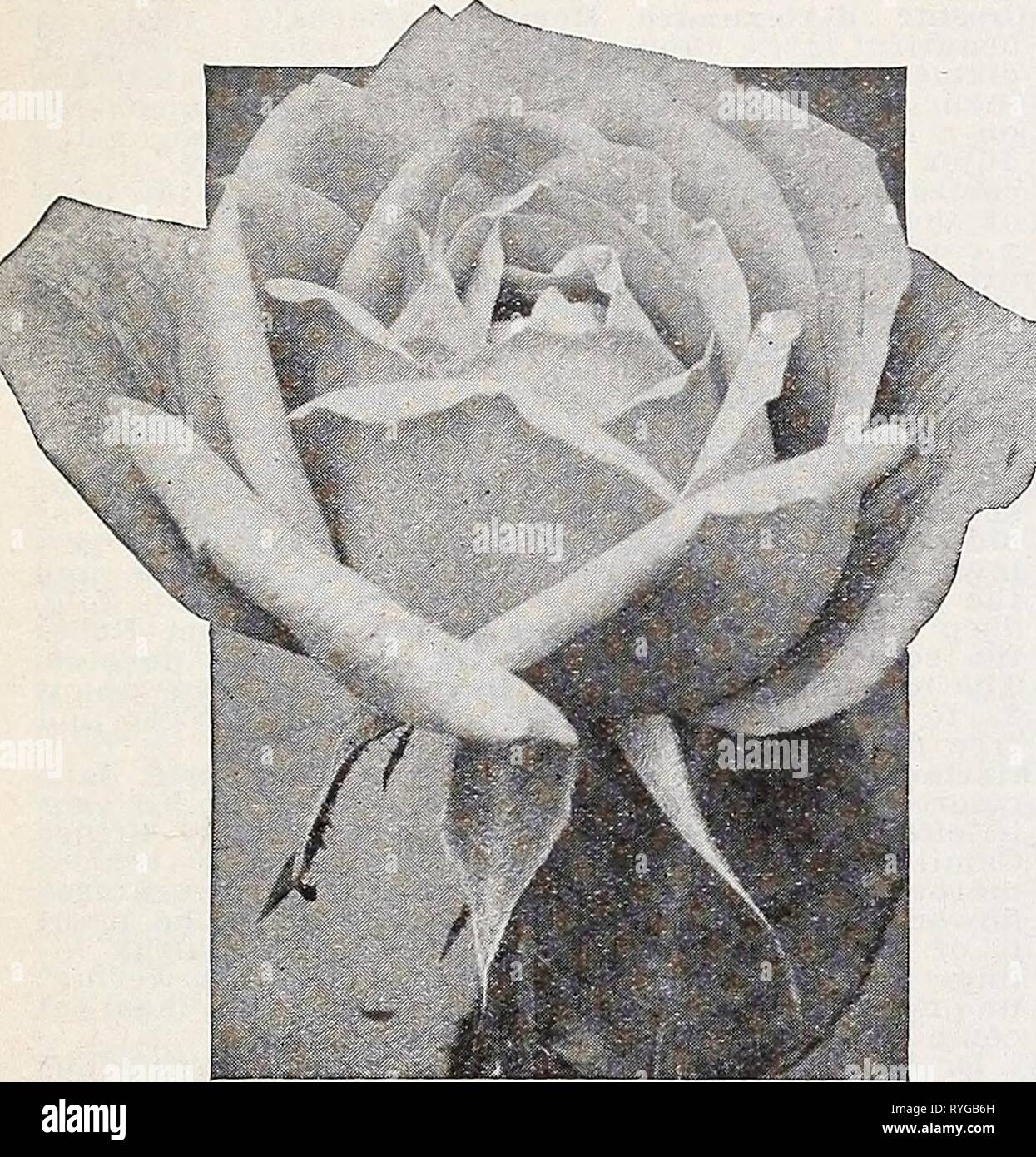 Bare Root Rose High Resolution Stock Photography And Images Alamy